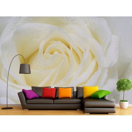 Фотообои Белая розы в комнату