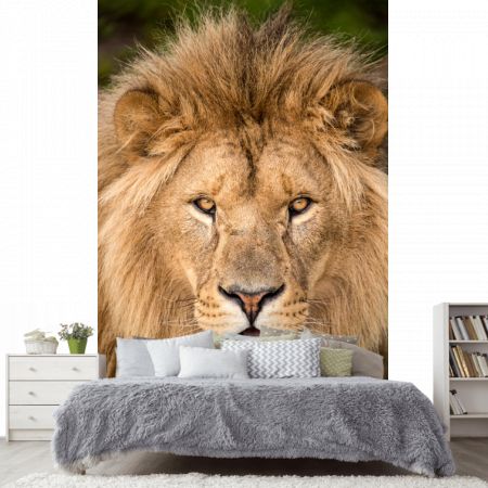 Фотообои Улыбающийся лев в спальне