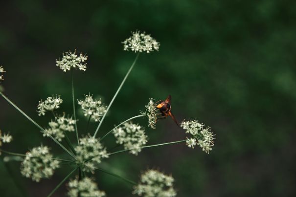 Фотообои Перелёт