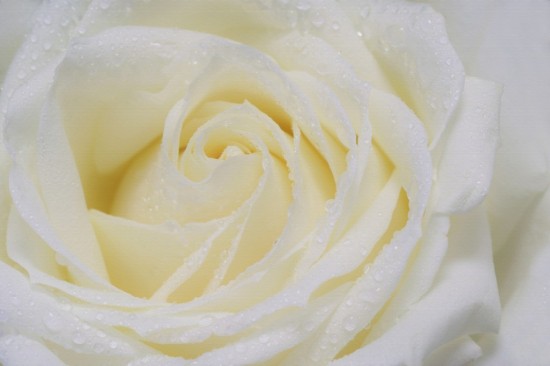 Фотообои Белая розы