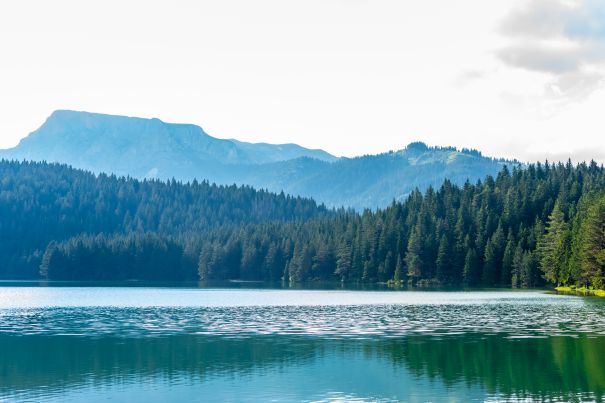 Фотообои Деревья у водоёма