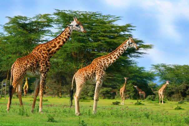 Фотообои Стая жирафов