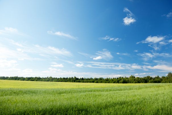 Фотообои Панорама солнечного луга