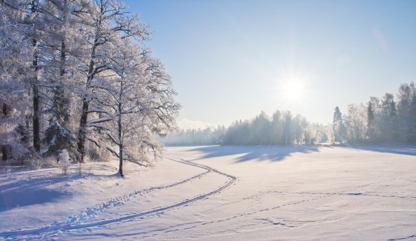 Фотообои Лесная поляна 