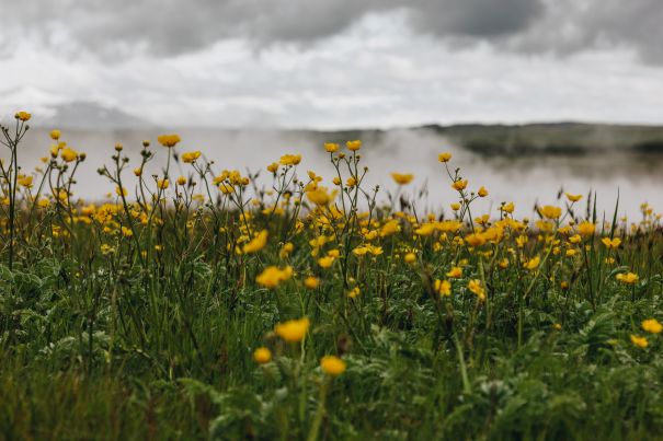 Фотообои Полянка в тумане