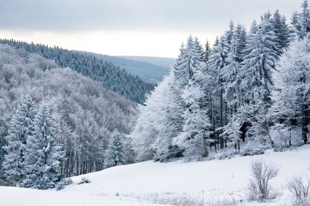 Фотообои Снег на полянах