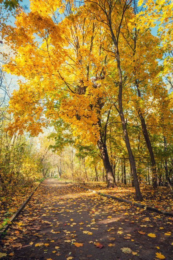 Фотообои Осенние пышные деревья