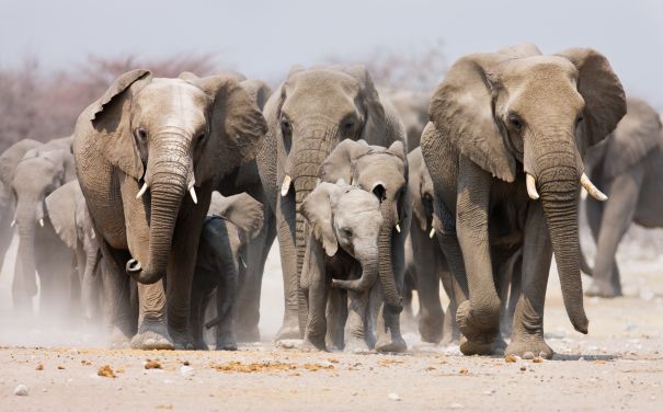 Фотообои Могучие слоны