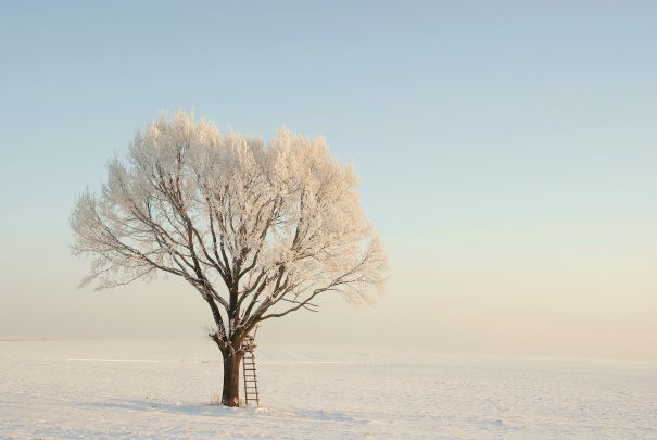 Фотообои Дерево зимней поляны