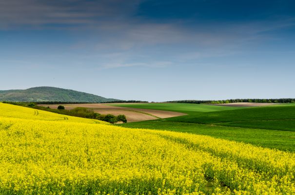 Фотообои Летняя цветочная поляна