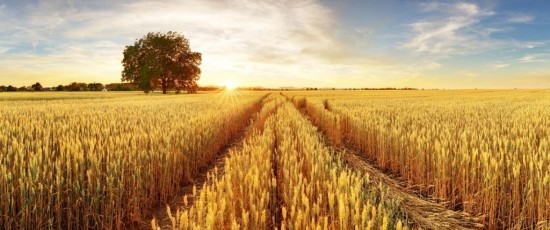 Фотообои Поле пшеницы на закате