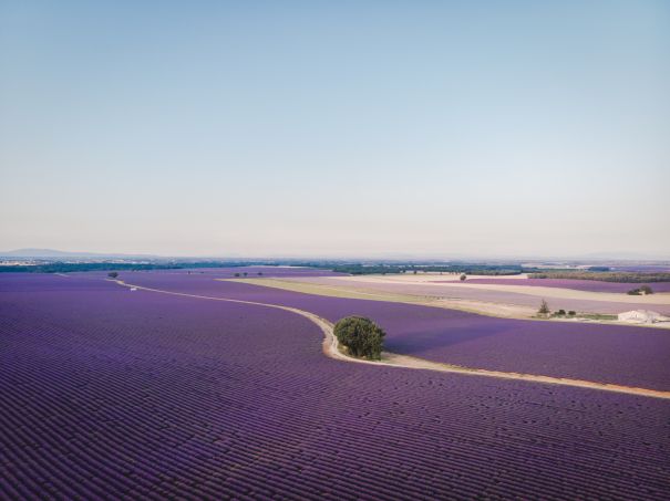 Фотообои Вид цветочных полей