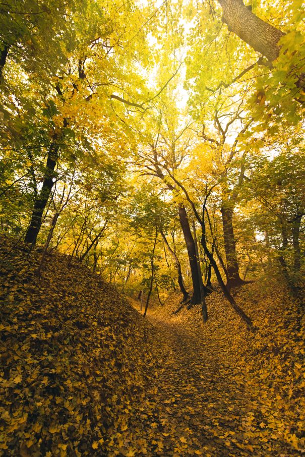 Фотообои Лиственная тропа