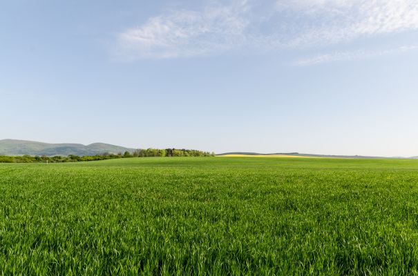 Фотообои Большой луг