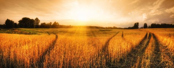 Фотообои Панорама закатного луга