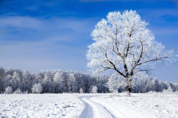 Фотообои Тропа возле дерева