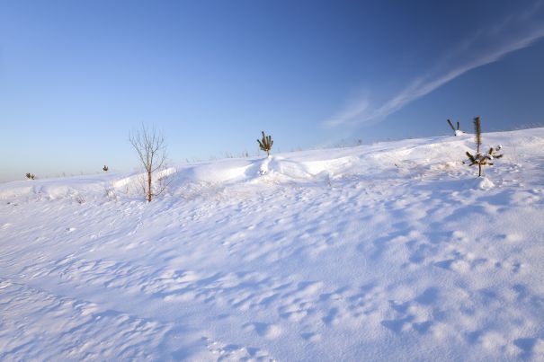 Фотообои Зимние заснеженные луга