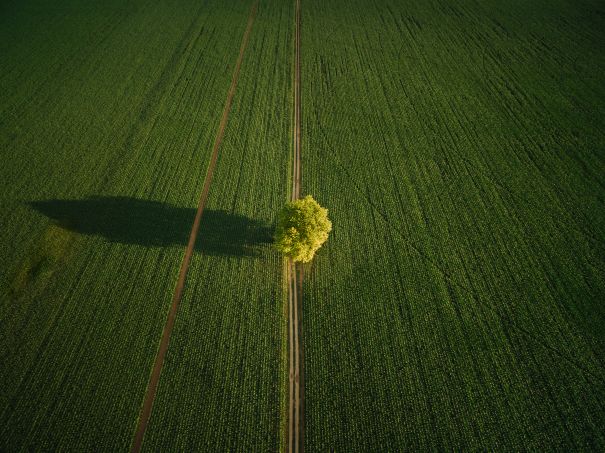 Фотообои Дерево летнего поля