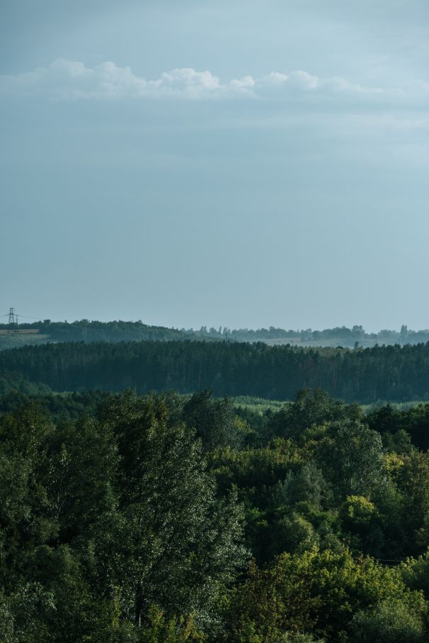 Фотообои Вид над лесом