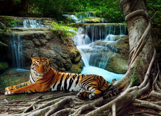 Фотообои Тигр