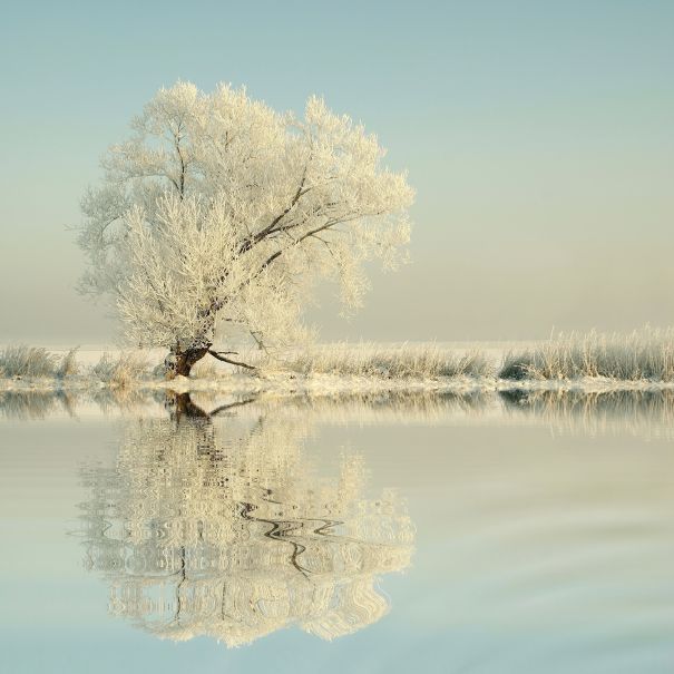 Фотообои Отражение зимнего дерева