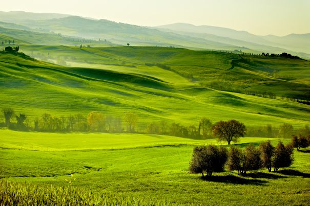 Фотообои Деревья на лугах