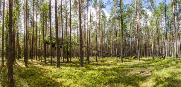 Фотообои Панорама осенних стволов