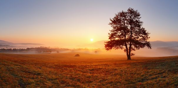 Фотообои Панорама дерева