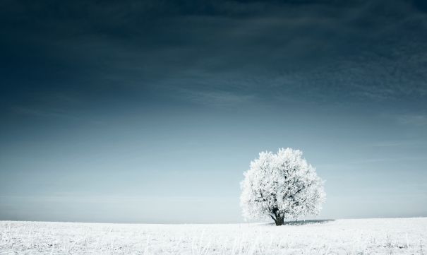 Фотообои Пасмурное зимнее дерево