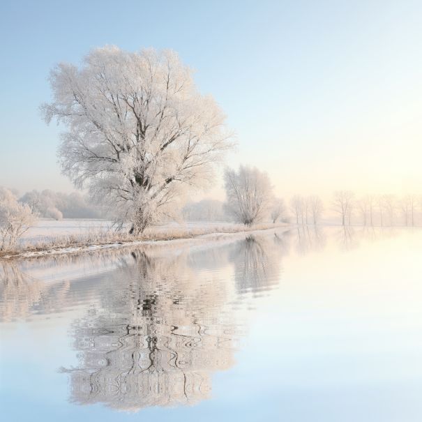 Фотообои Зимнее дерево 